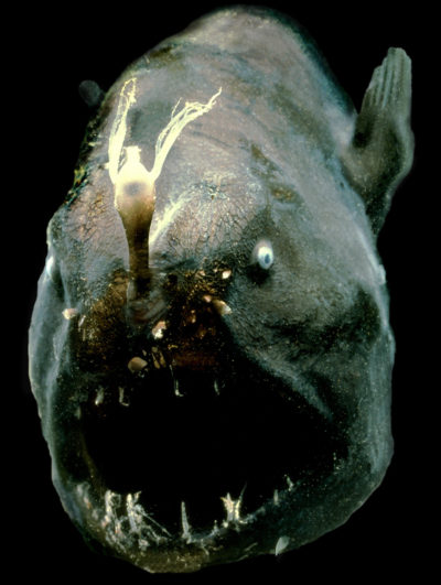 An anglerfish using a bioluminescent lure to draw its prey.