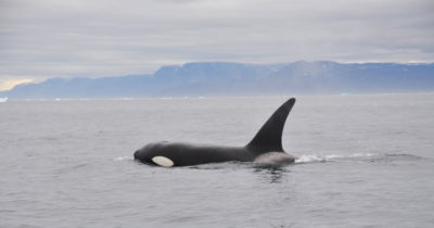 Killer whales, including this one spotted off Bylot Island in Baffin Bay, have been extending their range further north into the Arctic in recent years.