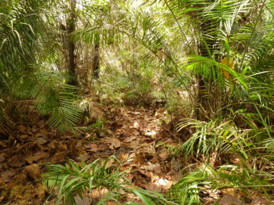 Palm swamp forest overlying peat, near Bokatola, Republic of Congo. 