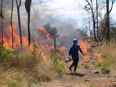 Experimental blazes on the Tanguro Farm allow scientists to study how the Amazon forest responds and regrows after fires.