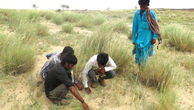 Local residents in the western Indian state of Rajasthan look for footprints of the great Indian bustard.