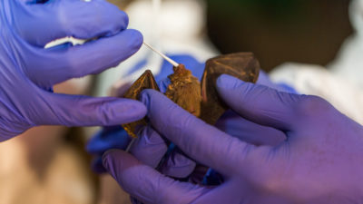Scientists with USAID's PREDICT program sample a bumblebee bat from the Kjwe Min Gu Cave in Myanmar.