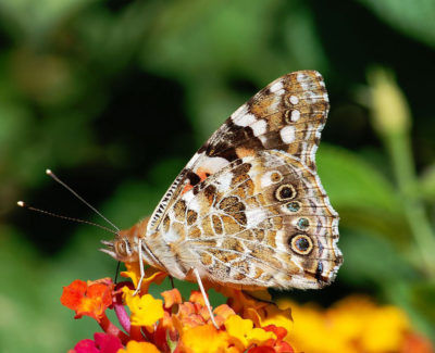 A painted lady butterfly (Vanessa cardui).