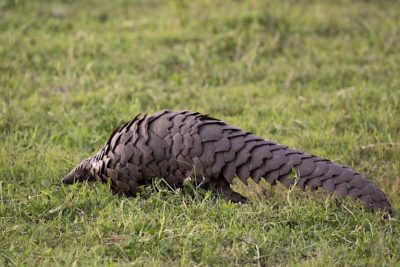 A pangolin.