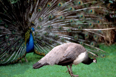 Peacocks use their tails to produce ultrasound that vibrates the comb atop a peahen’s head.