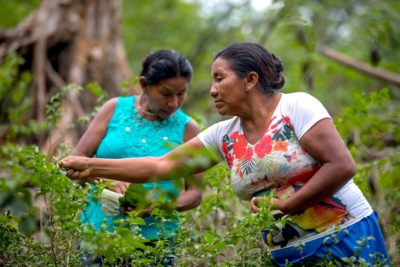 Baniwa women harvest peppers in Alto Rio Negro Indigenous Territory, Brazil.