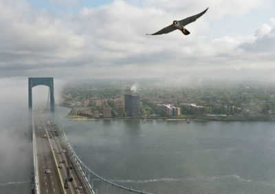 Peregrine Falcons have adapted to nesting on skyscraper ledges and bridges, such as the Throgs Neck Bridge in New York City (pictured). 