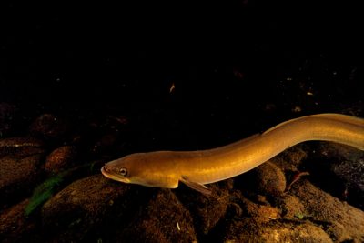 Mature or silver eels spend the bulk of their lives far upriver. Toward the end of their lives, they head downstream toward the Sargasso Sea, where they spawn.