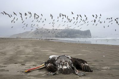 A pelican believed to have died from avian influenza on a beach in Lima, Peru in December.
