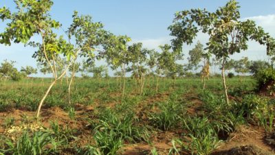 Dooki (Combretum glutinosum) trees grow on a millet field in Niger.