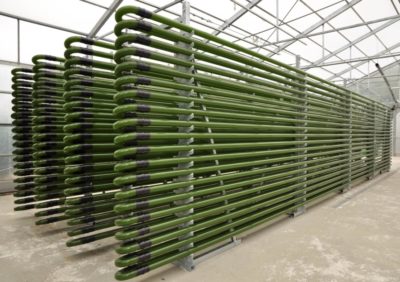 Microalgae grown in glass tubes.
