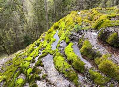 A tufa spring in the Neumarkt region in Bavaria, Germany.