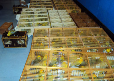 Authorities seized these saffron finches from traffickers who tried to smuggle the birds in a plane’s luggage compartment (left) and hidden in the trunk of a car.