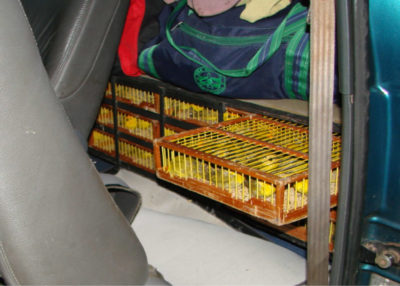 Authorities seized these saffron finches from traffickers who tried to smuggle the birds in a plane’s luggage compartment (left) and hidden in the trunk of a car.