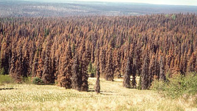 Spruce trees [left] browning from a bark beetle infestation in the late 1980s/early 1990s in the Kenai refuge. Today, that same area of the refuge is covered in grassland.