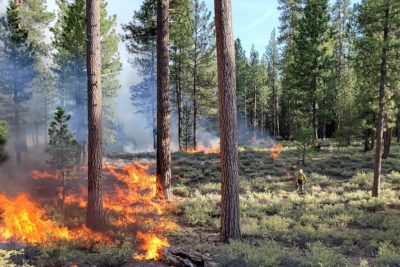 Fire burns around a group of ponderosa pines.