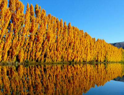 Poplars in southern New Zealand. 