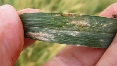 Scientists have developed a gene-edited wheat variety resistant to powdery mildew, caused by the fungus Blumeria graminis. 