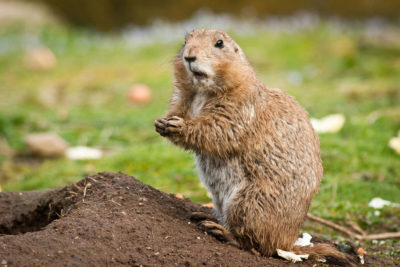 Research shows that prairie dogs have language and can talk to each other, which "compassionate conservationists" argue is a reason to put more value on the well-being of individual animals.