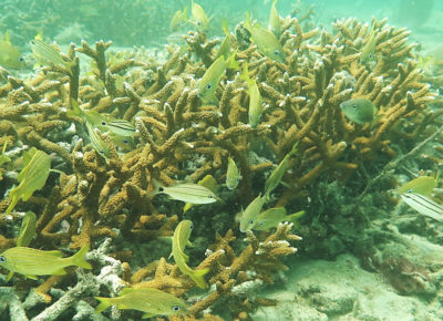 Staghorn coral located off the coast of Fort Lauderdale, Florida, north of their historical range, in June 2018.