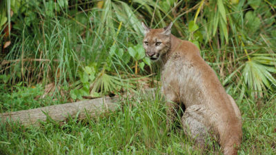 A panther in the Florida Panther National Wildlife Refuge.