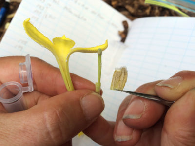 A botanist collects pollen from the flower of Brighamia insignis.