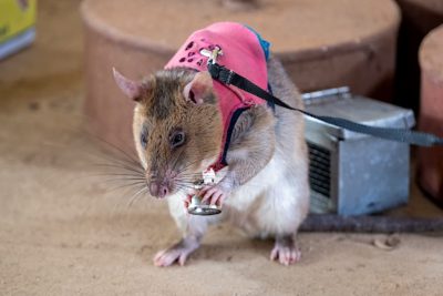 A rat trained to sniff out illegally trafficked wildlife.