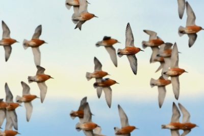 Red knots nest in the Hudson Bay and James Bay Lowlands, where mining activity could speed the thawing of permafrost.