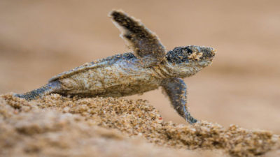 A turtle hatchling emerges from the sand along the Red Sea coast.