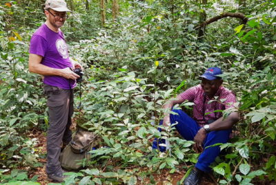 Left: Researchers Aaron Davis of Kew Gardens (left) and John Brima of the Sierra Leone Forestry Department with a stenophylla coffee plant. Right: Stenophylla beans up close.