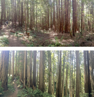 Top: An overcrowded, second-growth redwood forest. Bottom: A healthy, old-growth redwood forest.