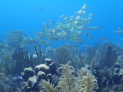 Marine life is thriving in Cuba's Gardens of the Queen National Park, where yellowtail snappers swim amid boulder star coral, gorgonians, and seafans.