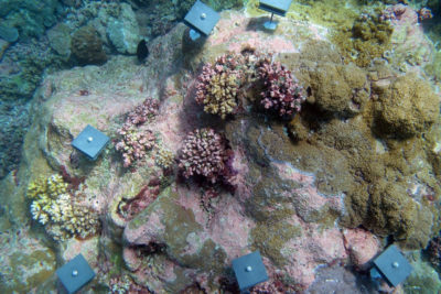 A reef study site on the Palmyra Atoll, which lies between Hawaii and American Samoa.
