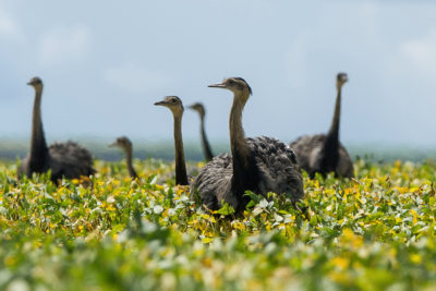 A flock of rheas gather in a soybean field in Brazil's Cerrado region, where farms have expanded into unprotected dry tropical forest.