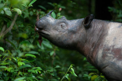 A Sumatran rhino in Way Kambas National Park, Sumatra, Indonesia.