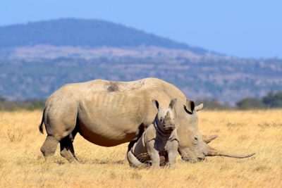 A white rhino and calf at a game reserve in Kenya.
