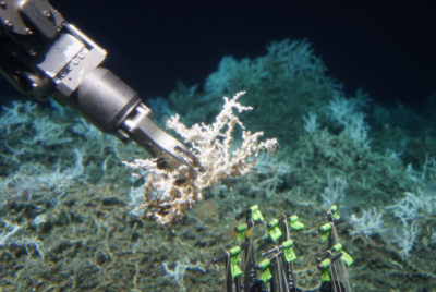 A deep-sea submersible collects a sample of Lophelia pertusa from a newly discovered coral reef on Richardson Ridge. 