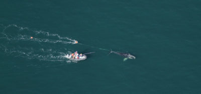 Federal scientists work to free a right whale caught in fishing lines off the coast of Daytona Beach, Florida.