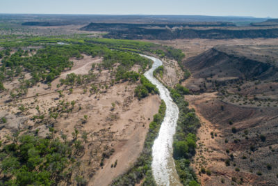 Bosque forests are dying out because the Rio Grande no longer floods.