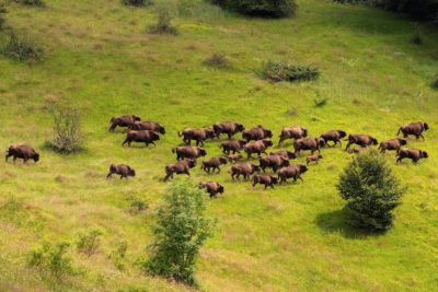 European bison in the Carpathian Mountains in Romania.