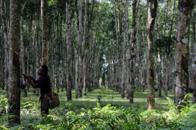A rubber tree plantation in North Sumatra, Indonesia.

