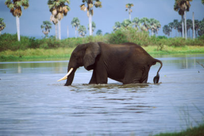 An elephant crossing the Rufiji River in Tanzania's Selous Game Reserve.