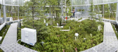 A scientist monitors conditions in a test chamber in the Marcell Experimental Forest.