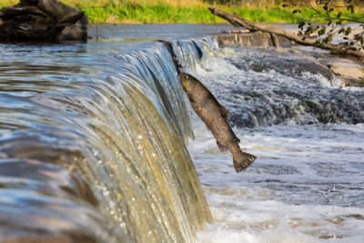 A migrating salmon in Finland.