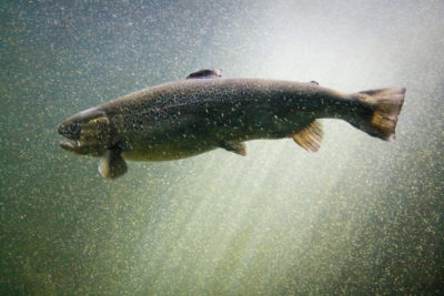 Atlantic salmon are increasingly imperiled by climate change.