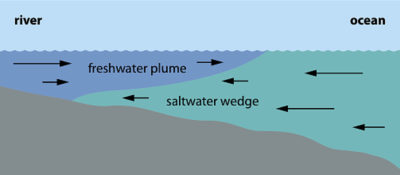 Salt fronts form when freshwater moving downstream meets tidal water moving inland.
