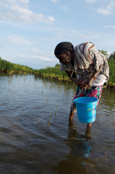 Saly Sarr wades among recently planted mangrove trees searching for fish.