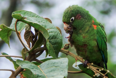 The endangered Santa Marta parakeet lives in the Sierra Nevada de Santa Marta in Colombia, a mountainous region rich in rare wildlife.