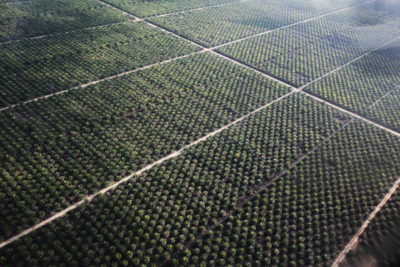 An aerial view of an oil palm plantation in Sarawak.