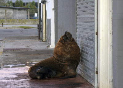 A sea lion on a sidewalk in Mar del Plata, Argentina during a coronavirus lockdown, April 16, 2020.